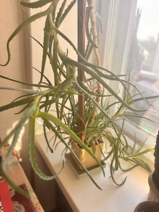 Алое в отличном состоянии