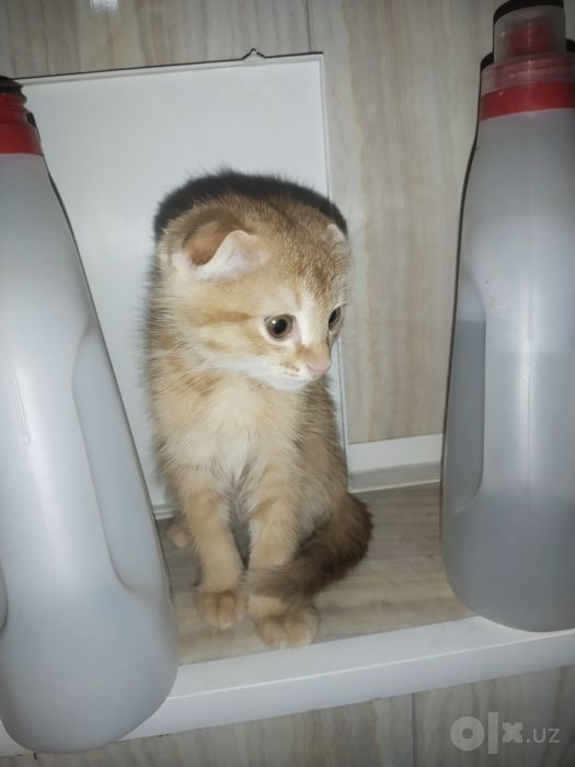Котёнок 2 месячный