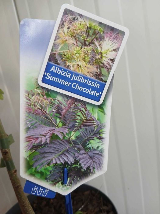 Албиция „Летен шоколад“ (Albizia julibrissin ‘Summer Chocolate’)