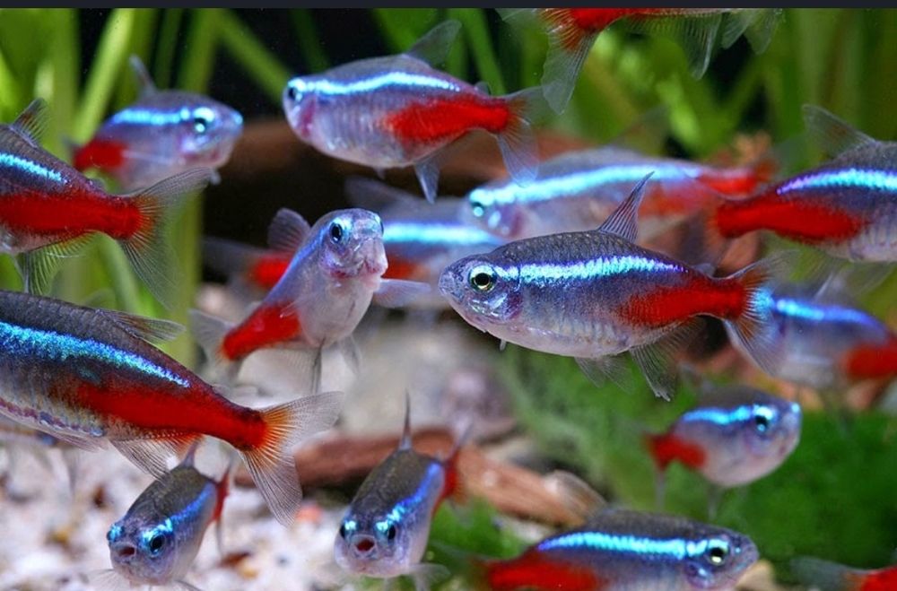 Рыбки разноцветные