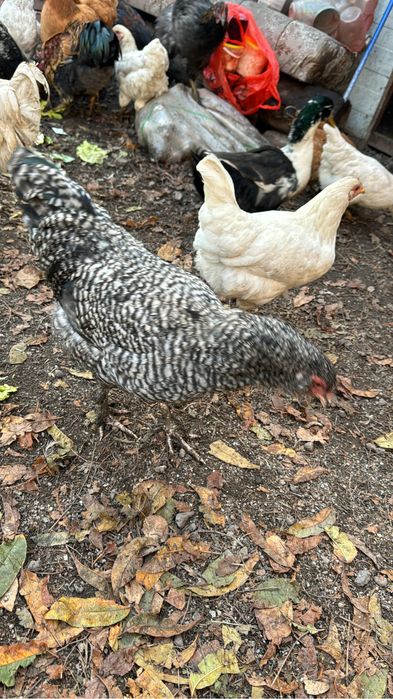 Продам кур молодых