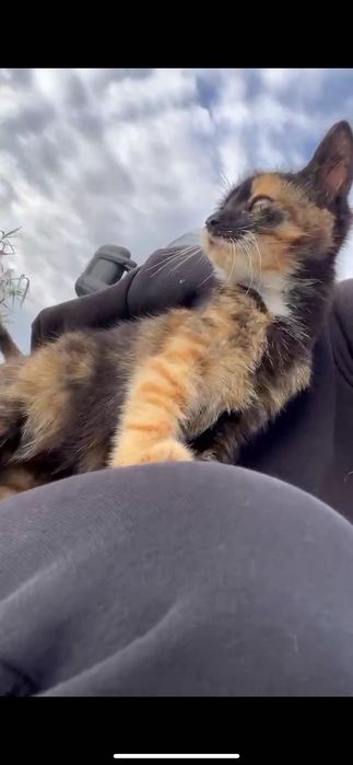 Подарявам Котенце!