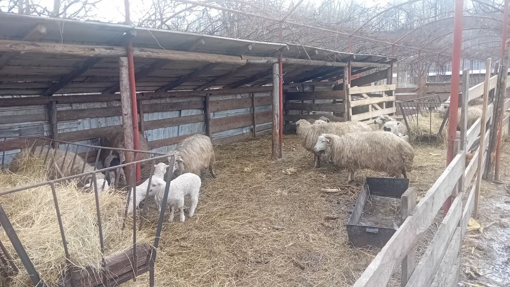 Vand oi tinere fătate