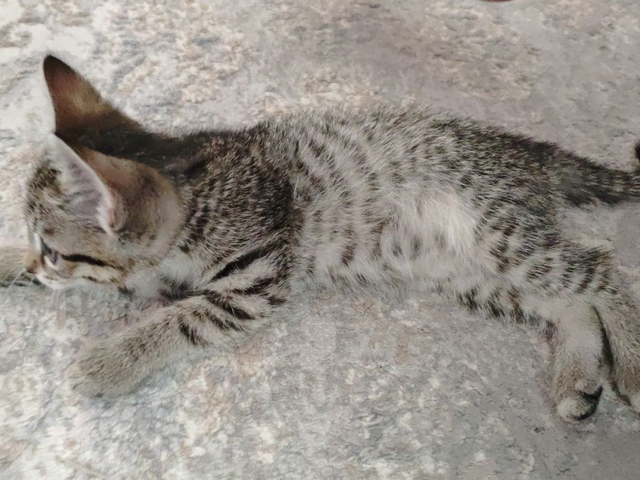 Котенок  домашний