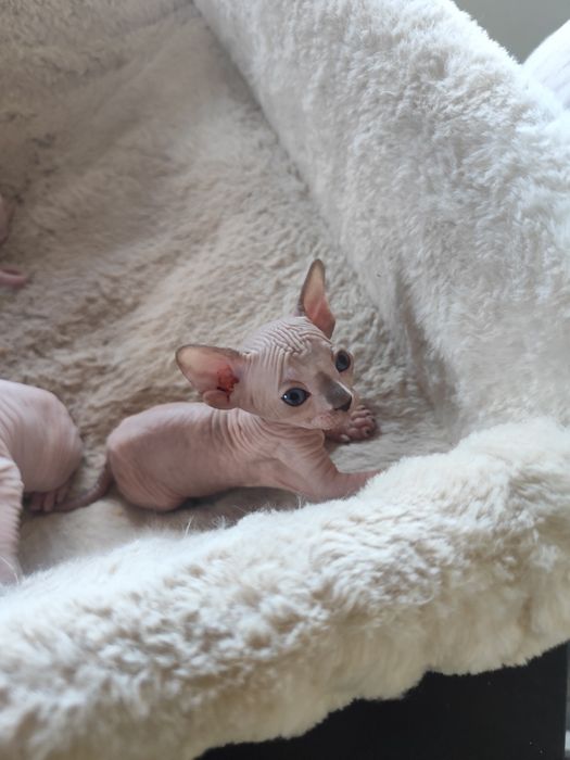 Уникална котка  канадски сфинкс
