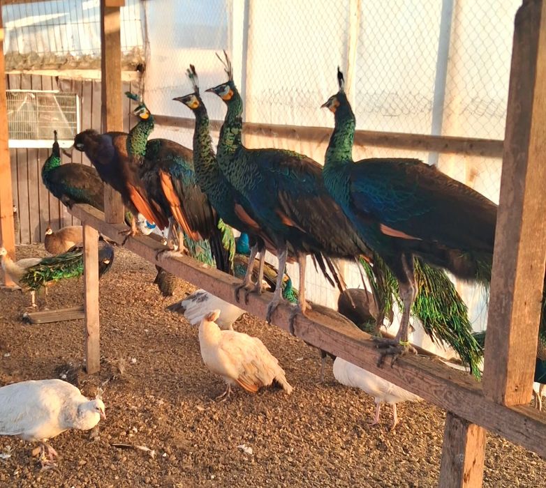 Pauni mai multe varietăți de culoare  !