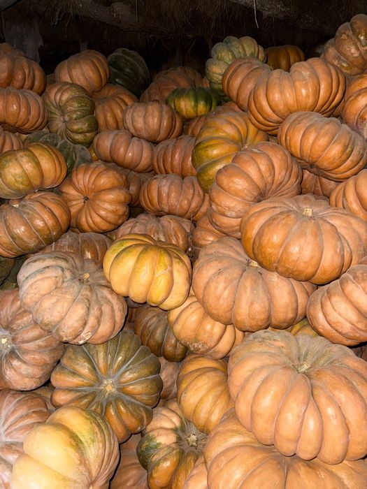 Тыква асқабақ 2-10кг арасында