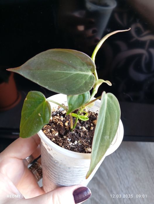 Продам отростки растений укорененые