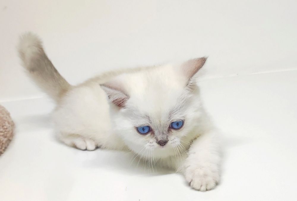 Продаются бриташки синеглазые