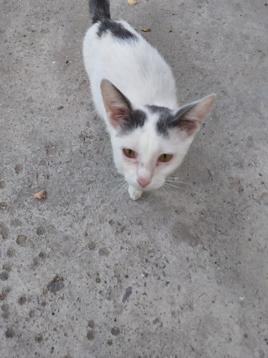 Котенок  в добрые руки