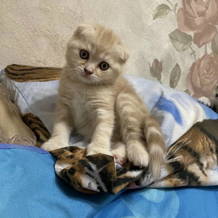 Вислоушки Котята!
