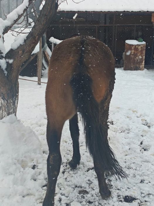 Сельхоз животные