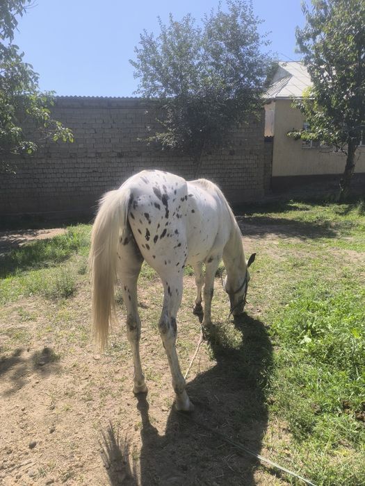 Жылқы 3жасар жаиылымда жүрген