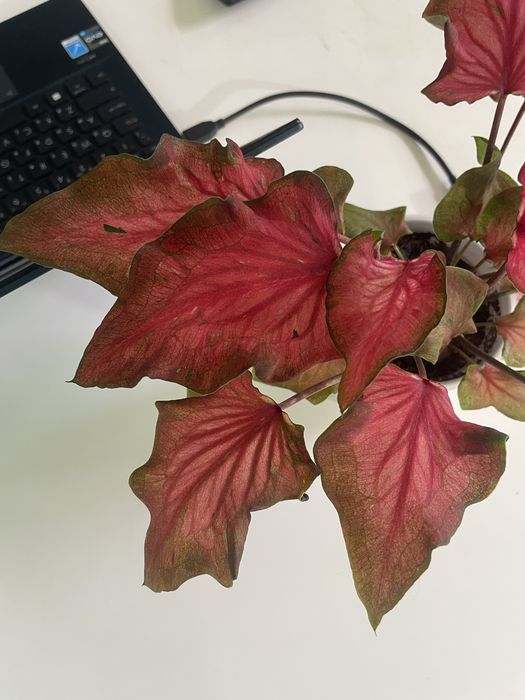 Каладиум Caladium