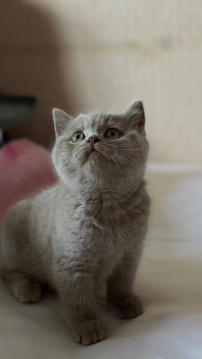 Британские короткошёрстные котята