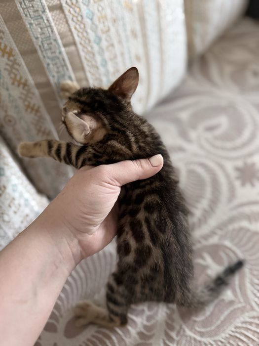 Котенок бенгальский