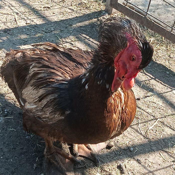 Boboci de rata muta leseasca