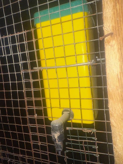 Adapatori Apa Iepuri