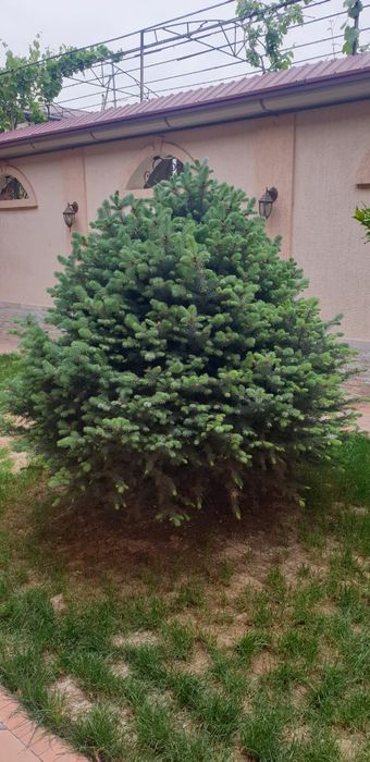 Срочно продам голубой елЬ "Picea pungens glauca Glabosa" Белгийский