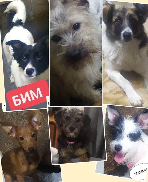 Бесплатно собачки, котики