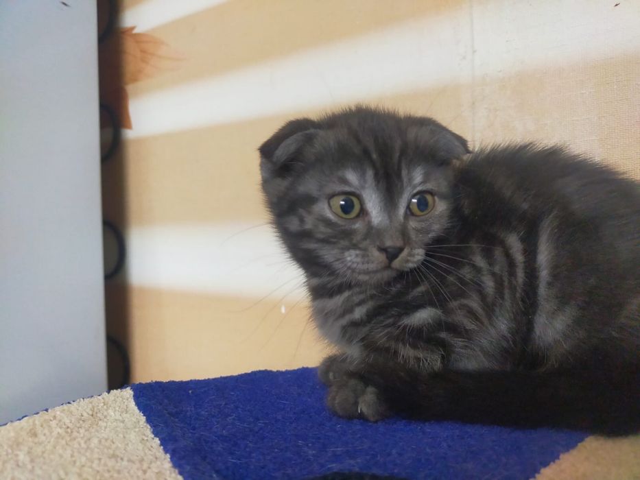 Вислоухий котенок