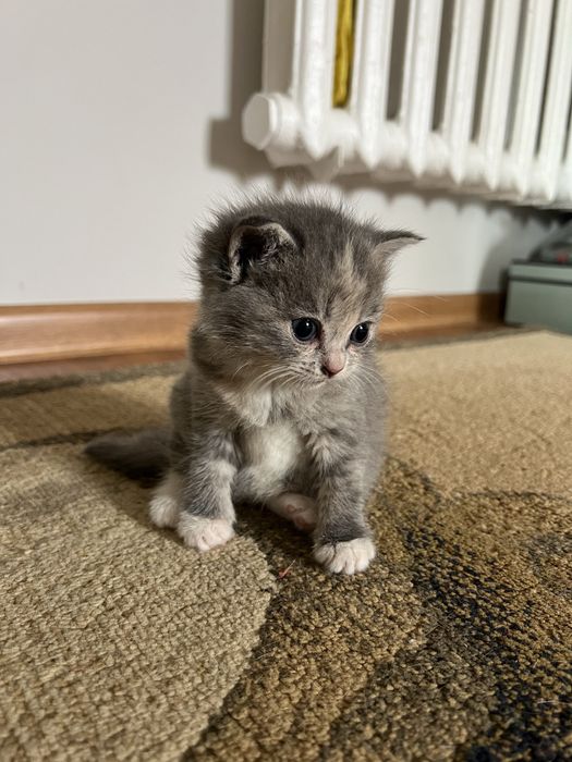 Отдам котят в хорошие руки:)