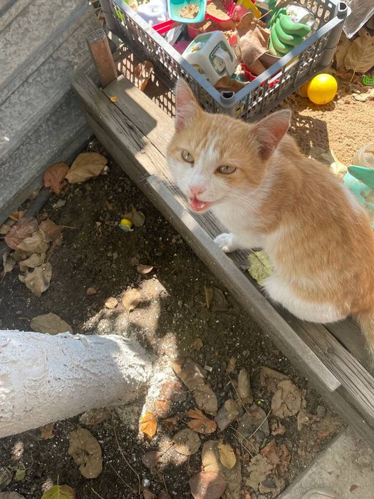 Отдаю кота бесплатно