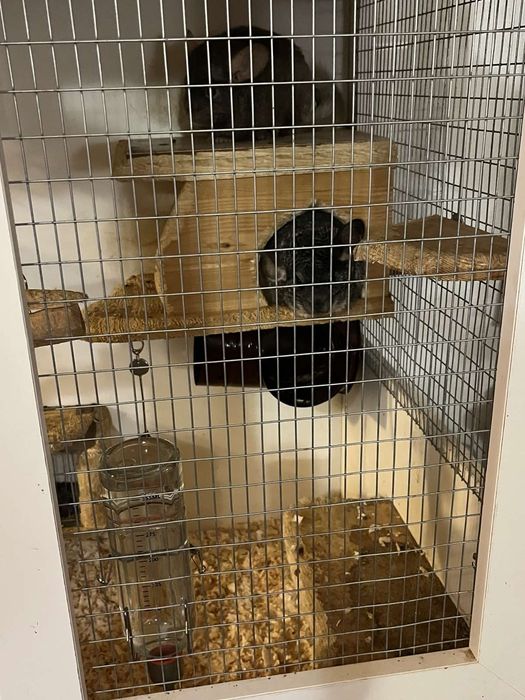 Чин Чили  редки видове от Перу