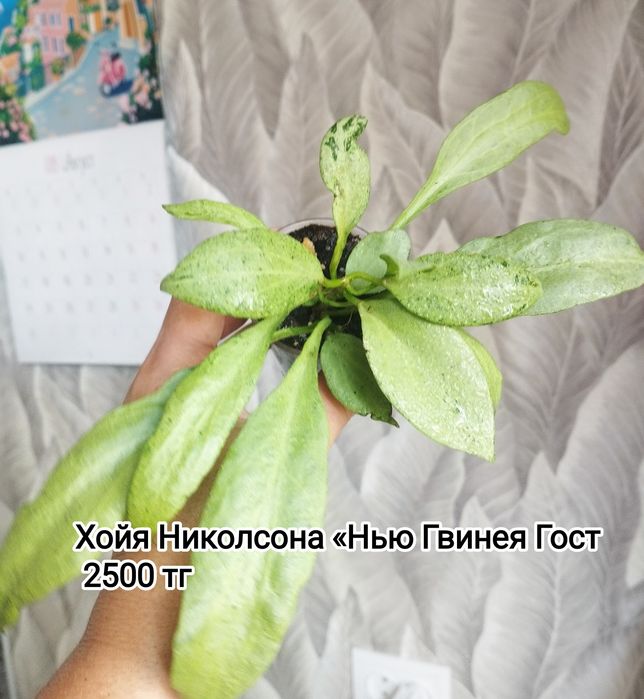 Хойя, монстера ,  хойя Матильда, Сильвер доллар