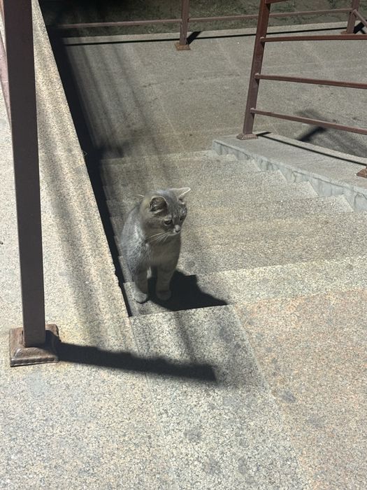 Кот шотландской породы