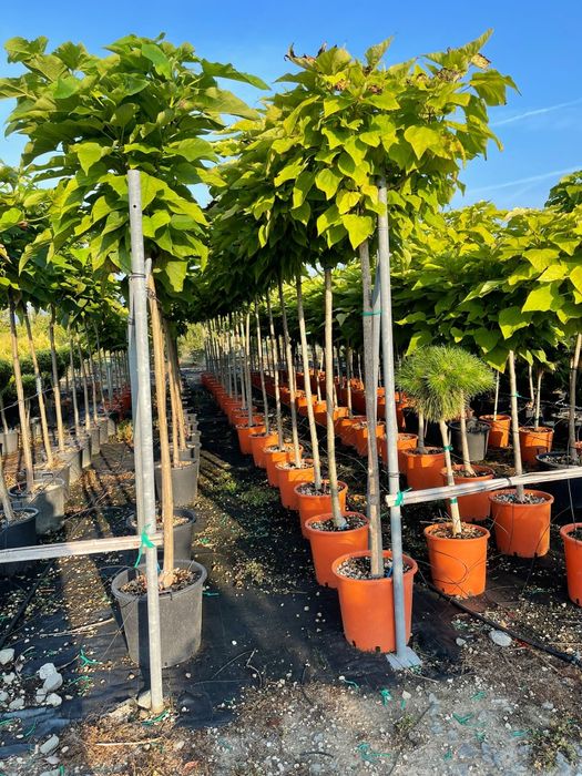 Vindem catalpa de mai multe dimensiuni