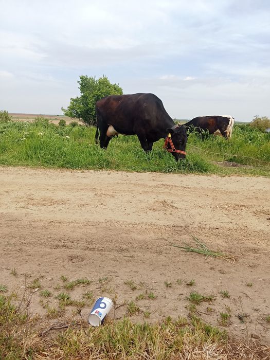 Vind vitea fătată montă din nou cu angus