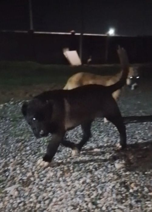 Кушык тау төбет 3айлык