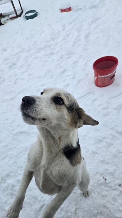 Donez Cățel spre adopție