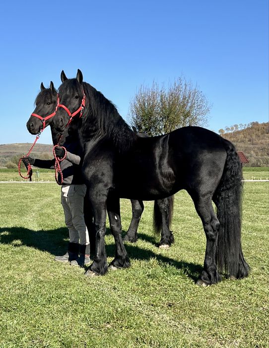 Friesian Friesieni Frizian Frizieni Armasari Armasar