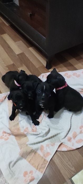 Продам щенков ротвейлер с питбулем