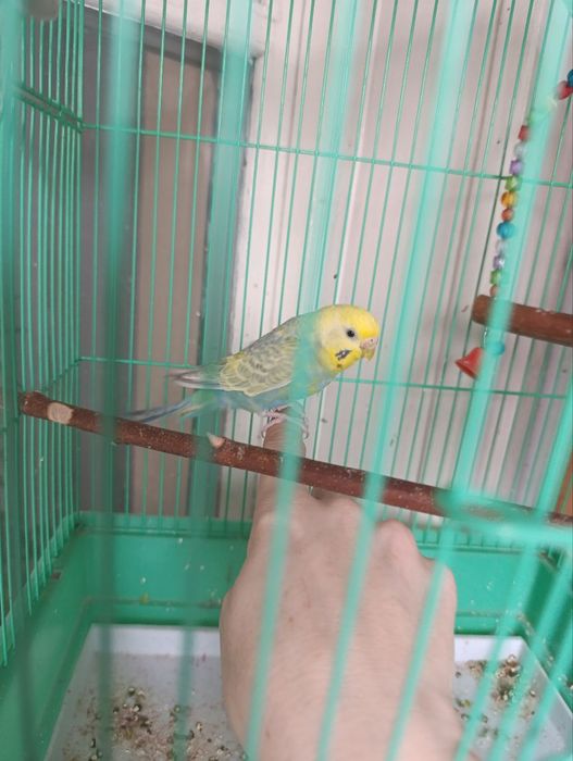 Продаются радужные попугаи