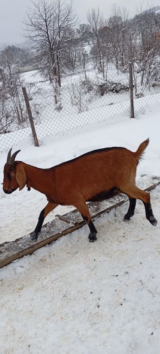 Vând turma mică de capre