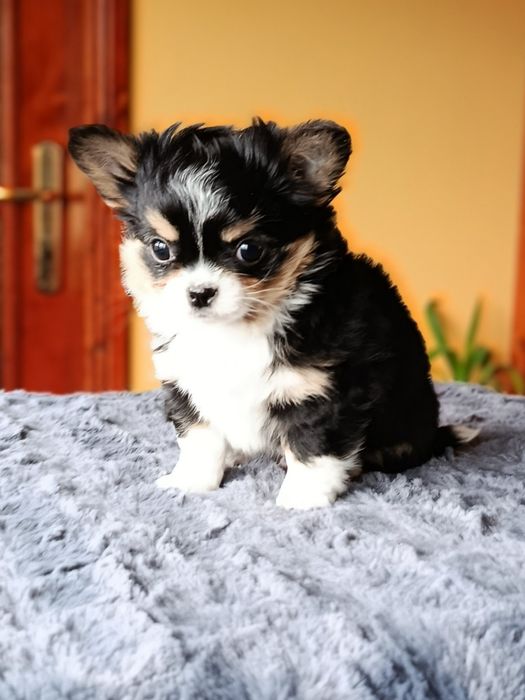 Дългокосместо чихуахуа