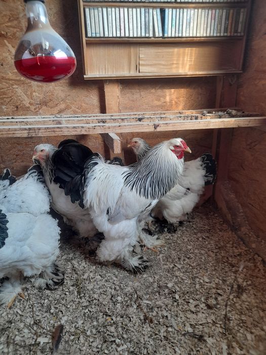 Vănd ouă brahma hd și brahma culoarea porțelan