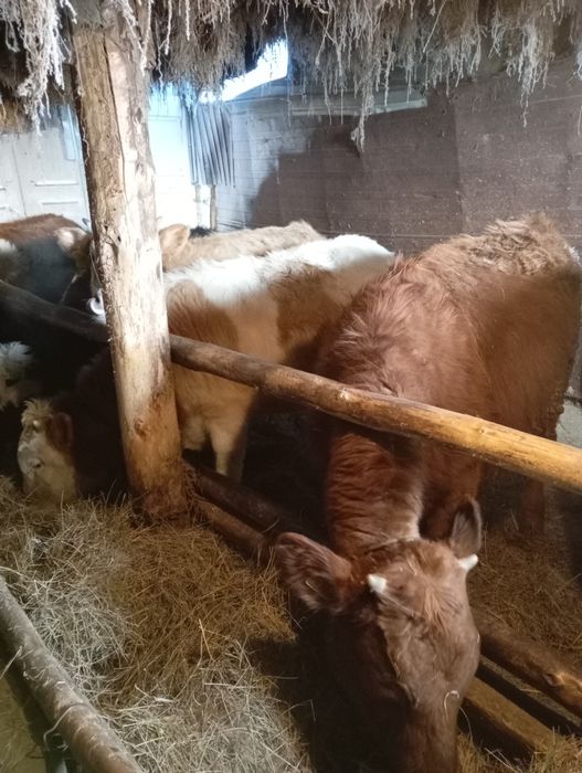 Продам телят 10 голов оптом