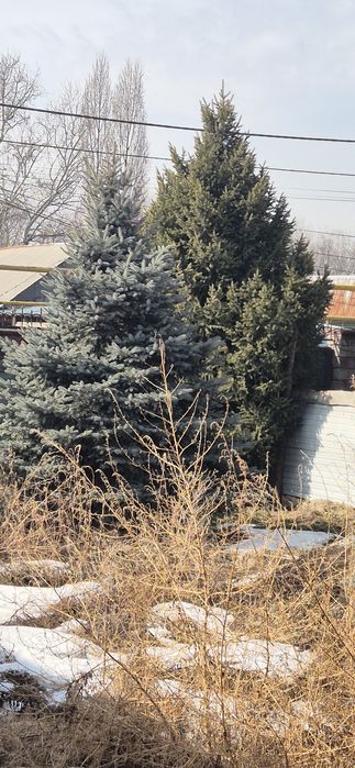 Голубая ель, елка