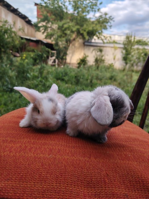 Кролик декративный