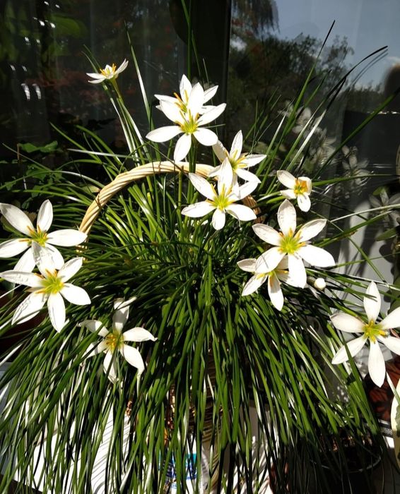 Зефирантес белый