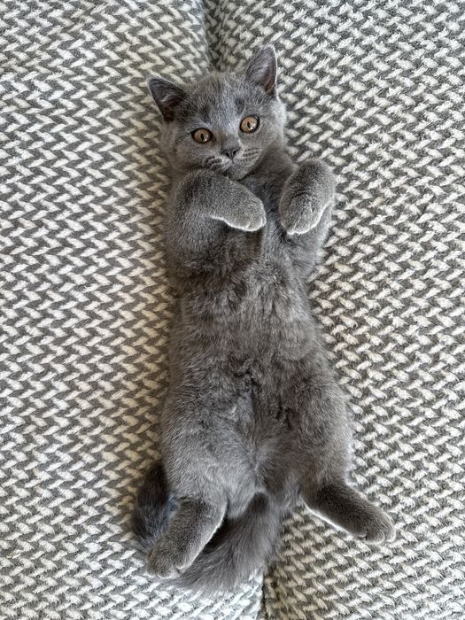 Продавам шотландско клепоухо коте
