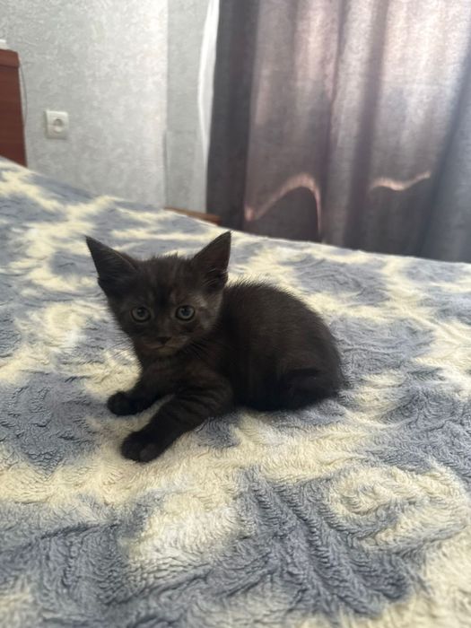 Котята в хорошие руки