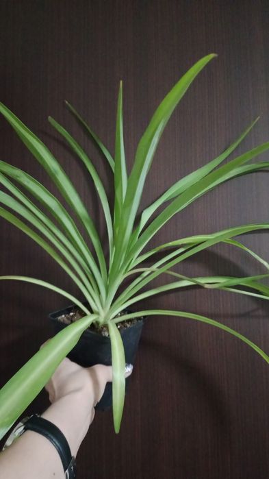 Коланхоэ, женское счастье, алоэ