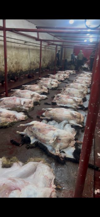 Семіз қой баран овцый союға