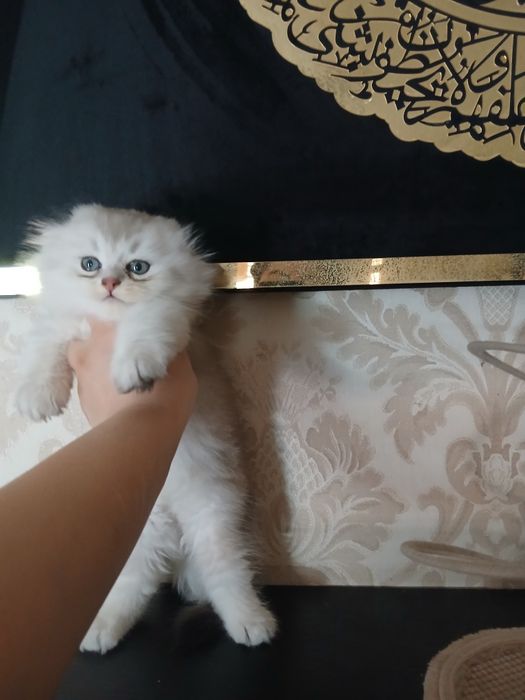 Пародистые Катята