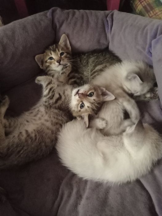 Котята, в добрые руки .умные